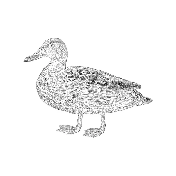 Vector Ilustración Pato — Archivo Imágenes Vectoriales