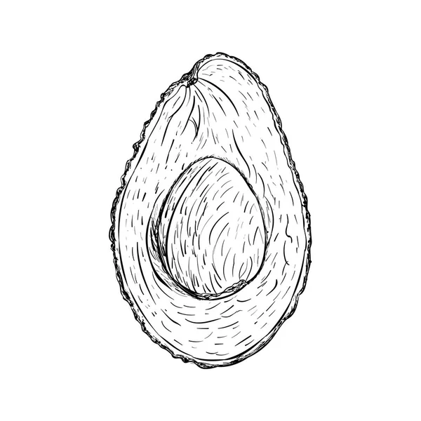 Avocado Illustratie Hand Getekende Vector — Stockvector