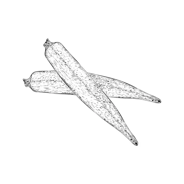 Вектор Женского Пальца Растительный Набросок — стоковый вектор