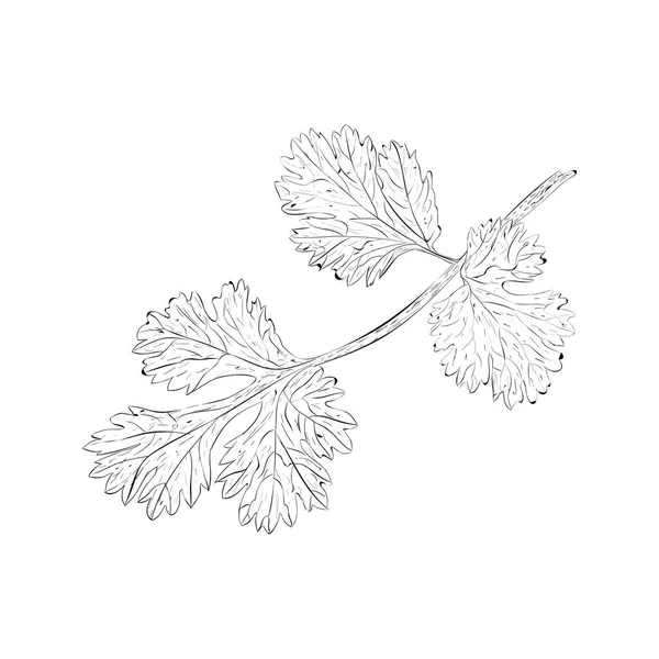 Coriander Illustration Vector Parsley Sketch — Stock Vector