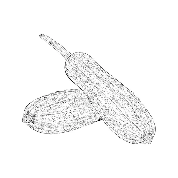 Berinjela Também Conhecida Como Ilustração Bringal Desenho Brinjal — Vetor de Stock