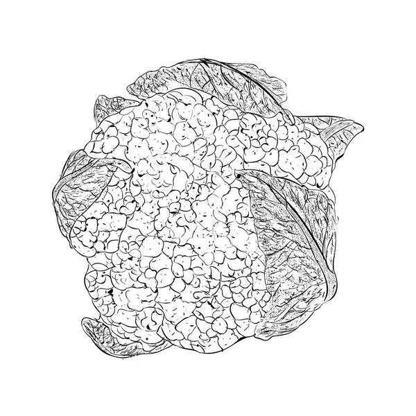 콜리플라워 일러스트 양배추 스케치 — 스톡 벡터