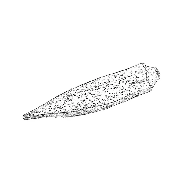 Lady Finger Obrázek Vektor Zeleninové Skica — Stockový vektor