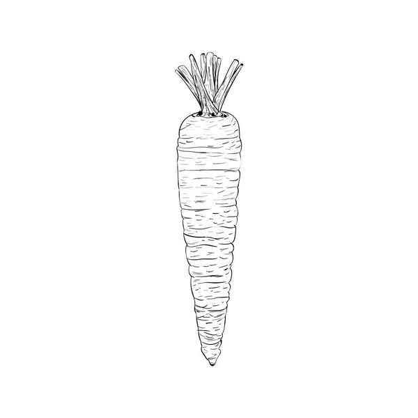Bunnys Comida Favorita Vector Ilustración Zanahoria — Vector de stock
