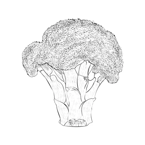 Ferro Ricco Verdure Broccoli Illustrazione — Vettoriale Stock