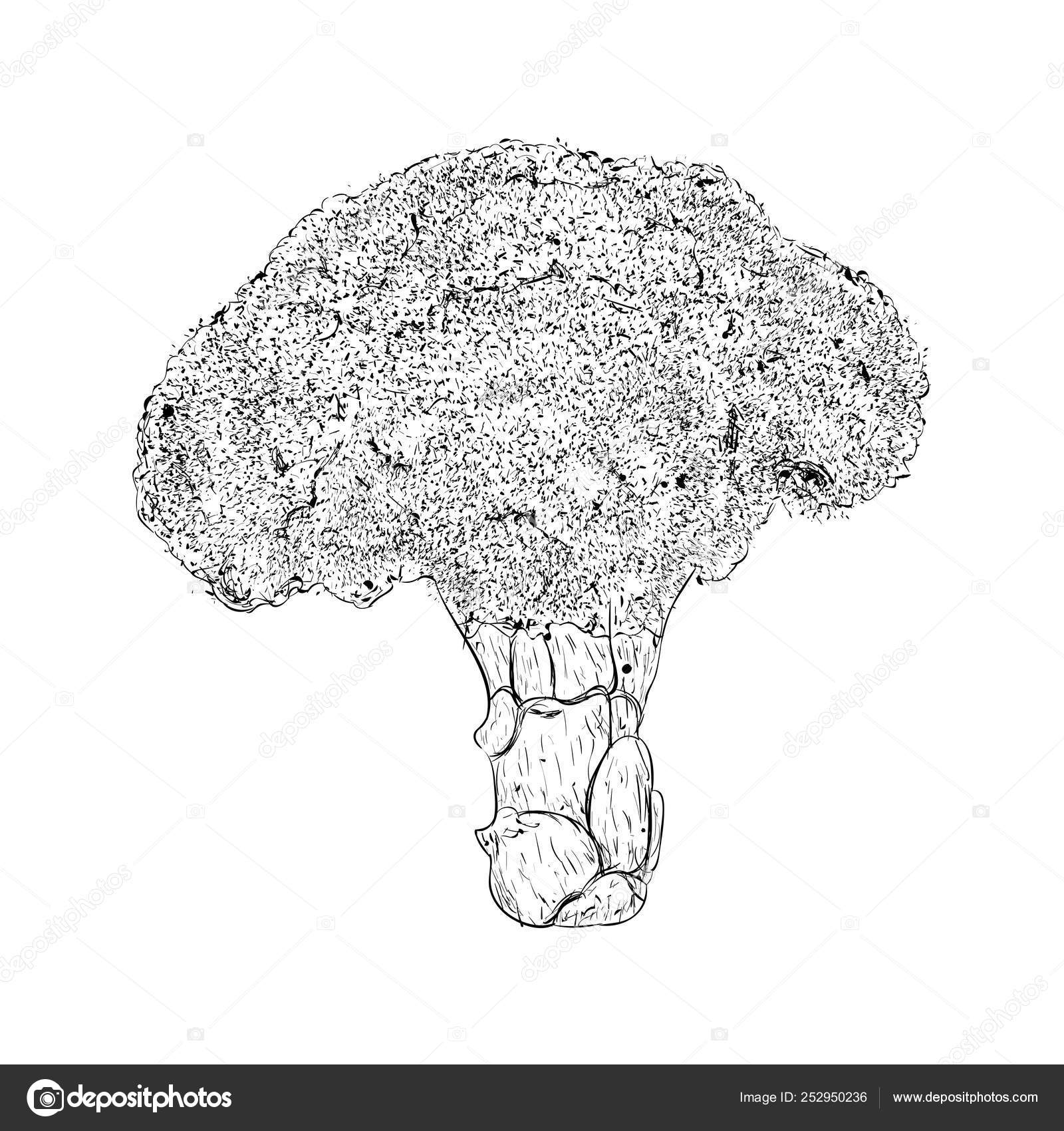Iron Rich Vegetable Broccoli Illustration Stock Vector Image by