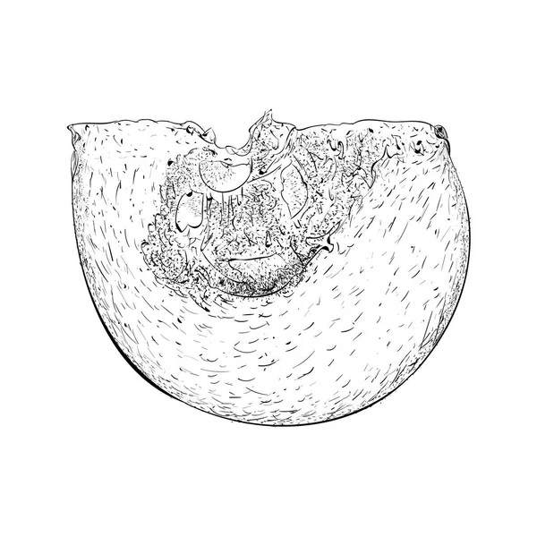 Illustration Tranche Citrouille Dessinée Main — Image vectorielle