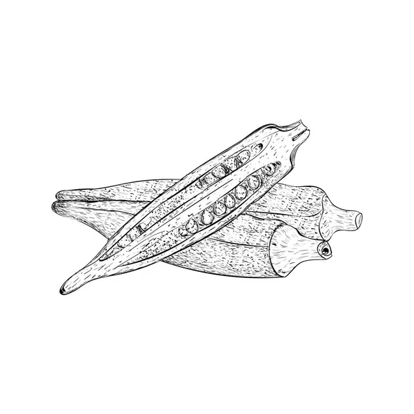 Update more than 123 lady finger plant drawing best seven.edu.vn