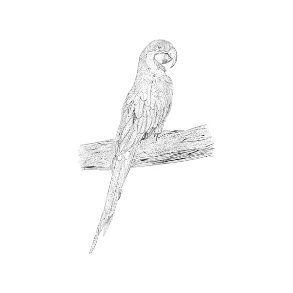 Macaw Çizim Çizilmiş Kroki — Stok Vektör