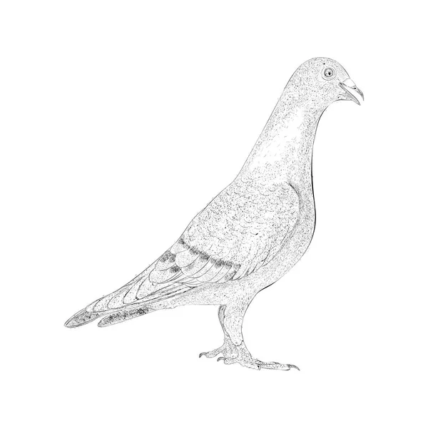 Ręcznie Rysowany Szkic Ilustracji Gołębia — Wektor stockowy