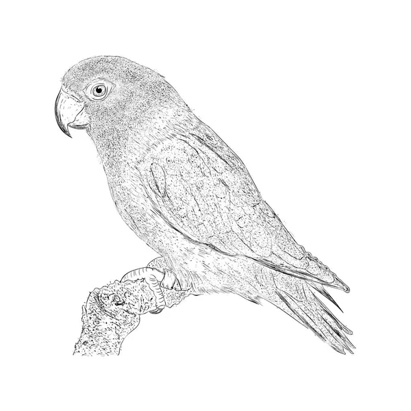 Handgezeichnete Skizze Der Papageienillustration — Stockvektor