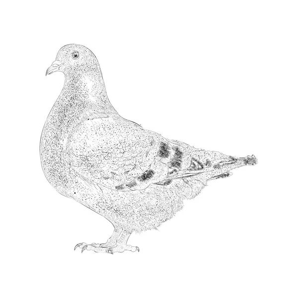 Croquis Dessiné Main Illustration Pigeon — Image vectorielle
