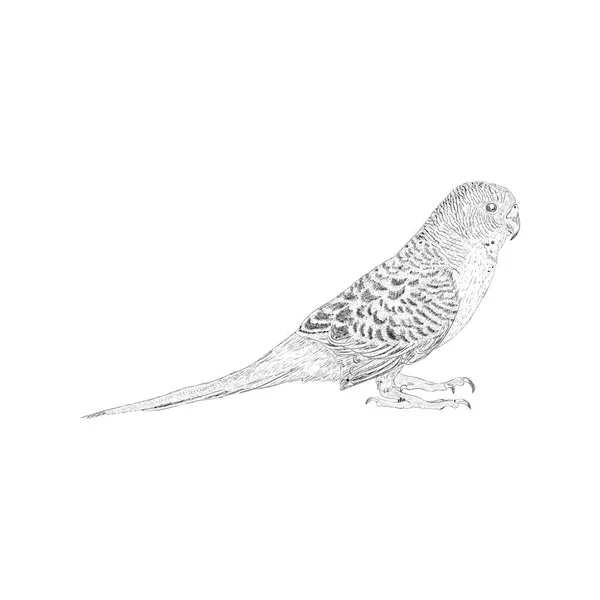 Hand Drawn Sketch Sparrow Illustration — Stock Vector