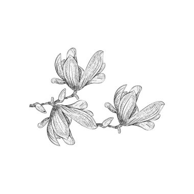 Hand drawn sketch of freesia illustration clipart
