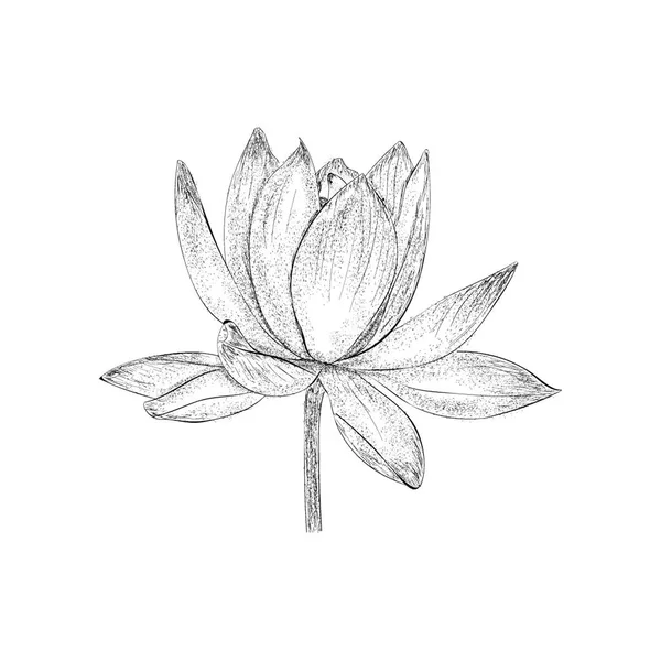 Εικονογράφηση Λουλούδι Τουλίπα Στο Χέρι Που Διάνυσμα — Διανυσματικό Αρχείο