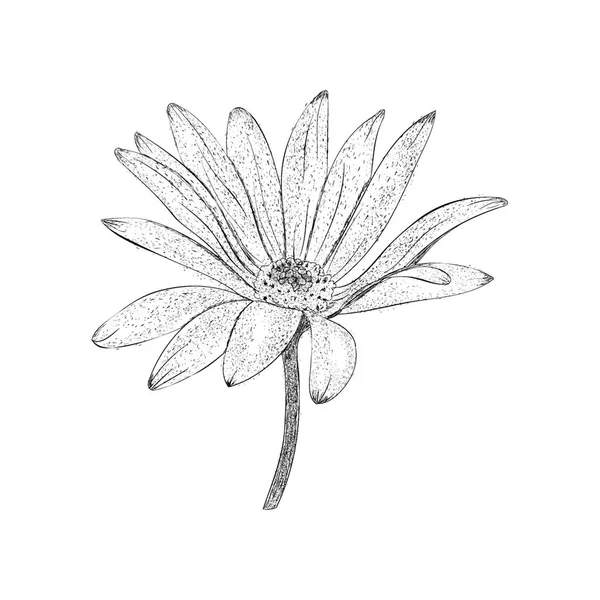 Daisy Illustratie Hand Getrokken Vector — Stockvector