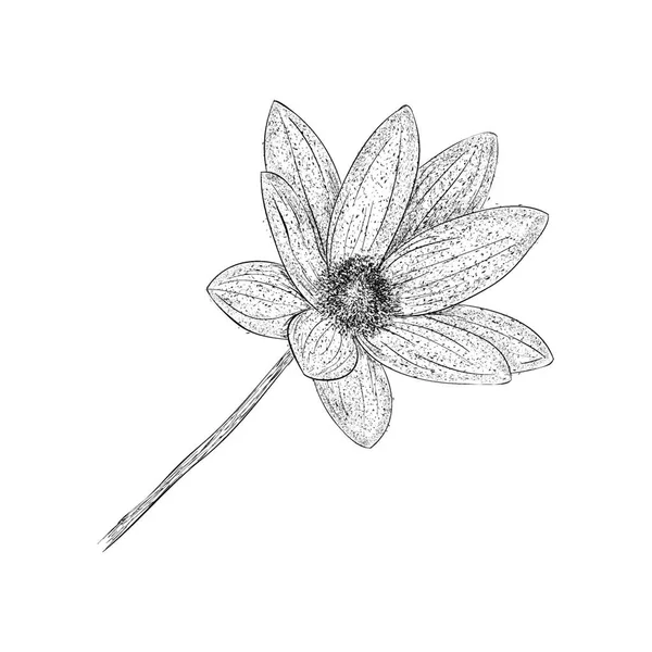 Daffodil Illustration Hand Drawn Vector — Stock Vector