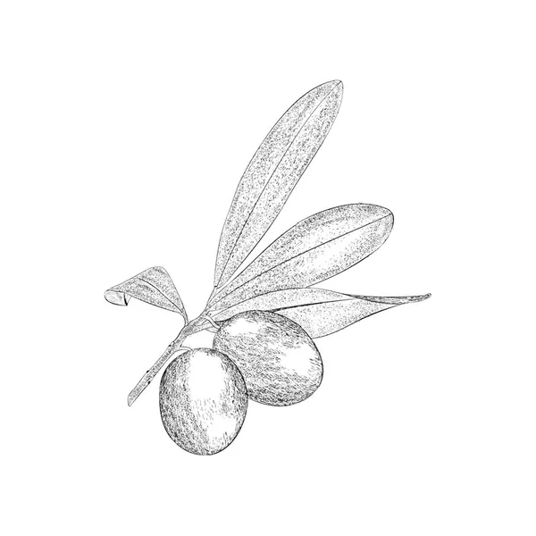 Kalamata Olive Illustrazione Vettore Disegno Disegnato Mano — Vettoriale Stock