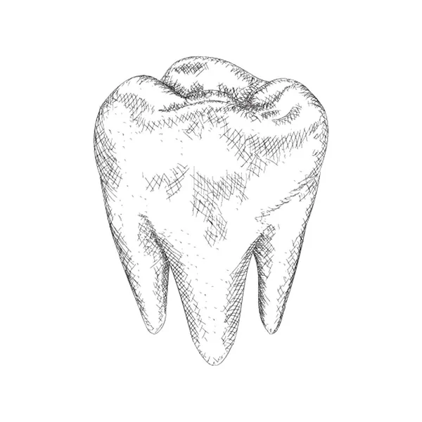 Зубная Иллюстрация Вектор Ручной Работы — стоковый вектор