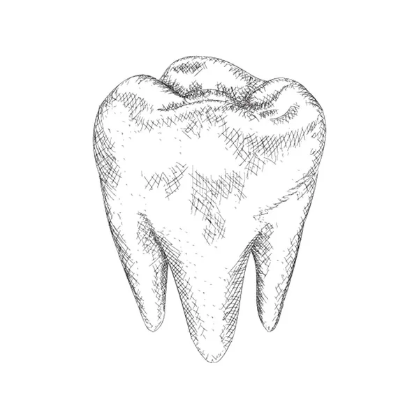 Ilustración Dientes Vector Dibujado Mano — Archivo Imágenes Vectoriales