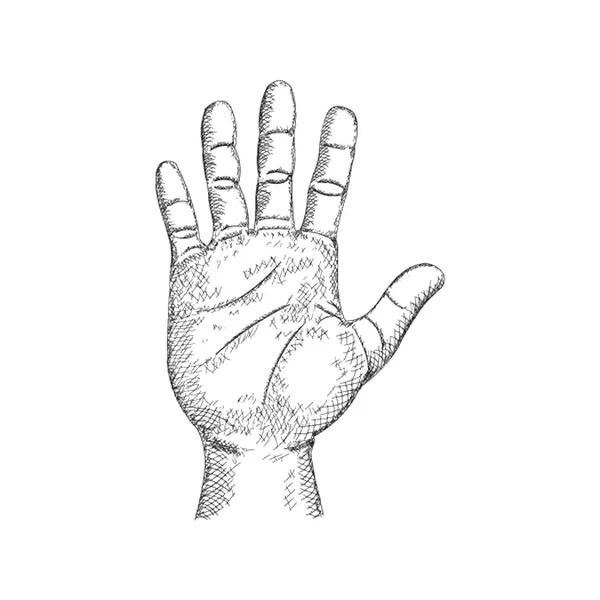Human Hand Illustration Hand Drawn Illustration — Stock Vector