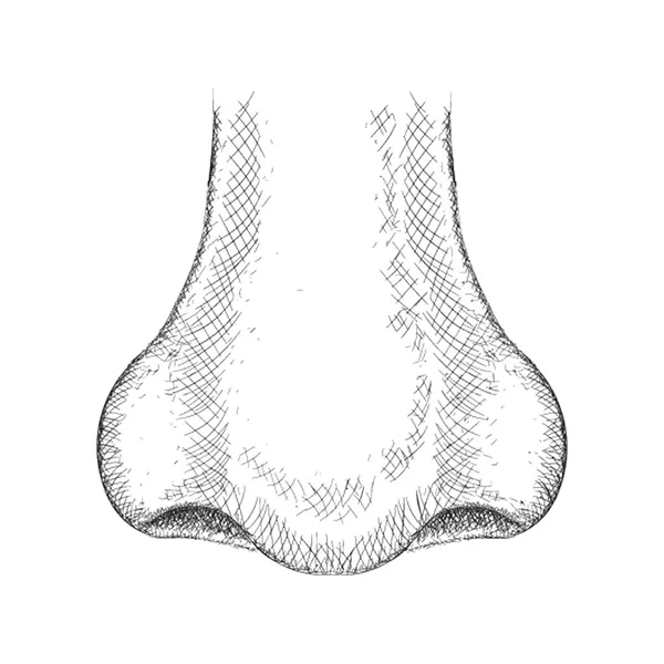 Illustrazione Del Naso Nel Disegno Disegnato Mano — Vettoriale Stock