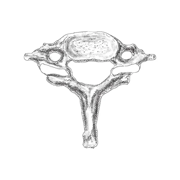 Baarmoeder Illustratie Menselijke Anatomie Hand Getrokken Illustratie — Stockvector