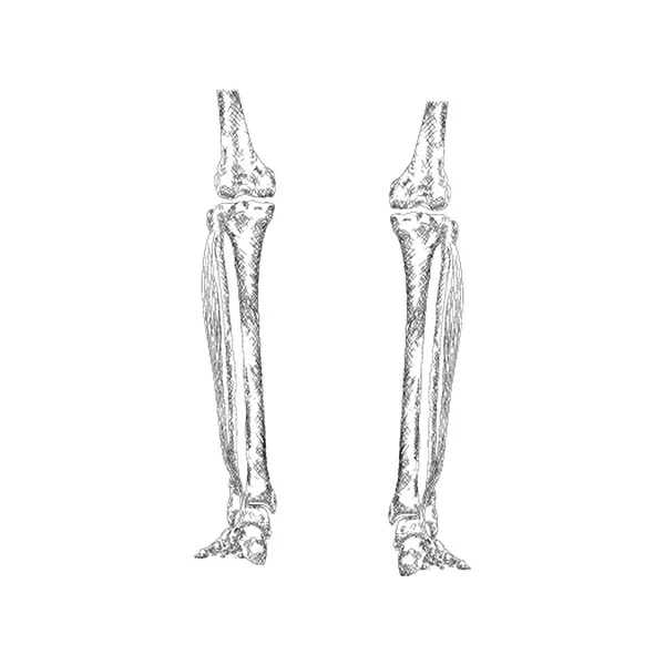足の骨の図ベクトル 手描きの背景 — ストックベクタ