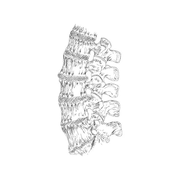健康な人間の脊髄の図 — ストックベクタ