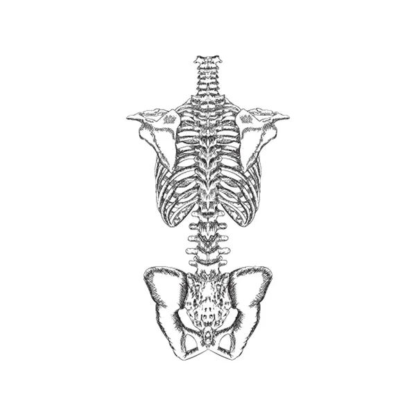 Human Skeleton Illustration Hand Drawn Vector — Stock Vector
