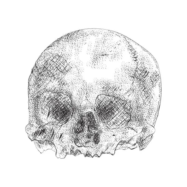 Human Skull Human Head Illustration — Stock Vector