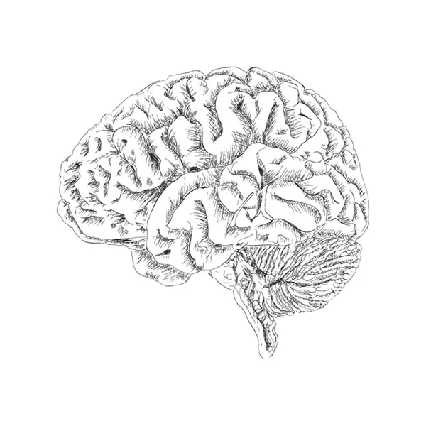 Illustration Cérébrale Également Connue Sous Nom Système Neural — Image vectorielle