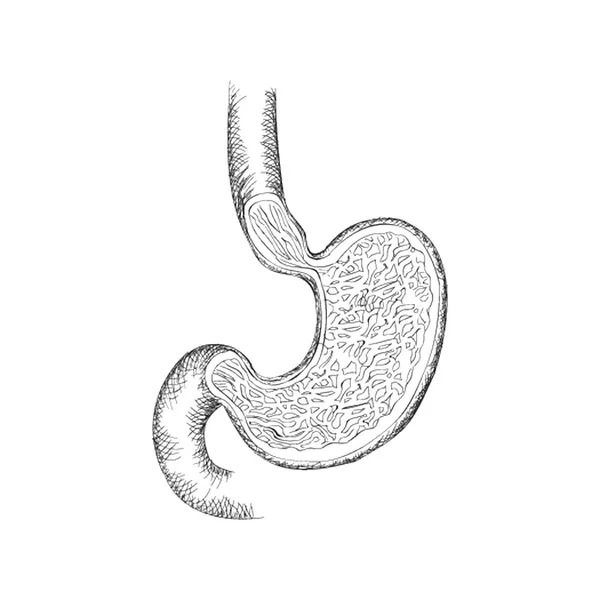 Estómago Mano Dibujado Vector — Archivo Imágenes Vectoriales