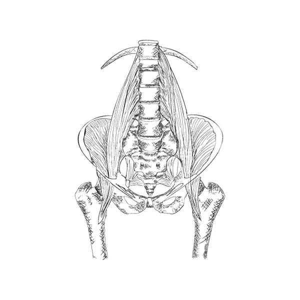 Pelvis Ilustrație Stil Desenat Manual — Vector de stoc