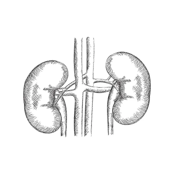 Vector Ilustración Renal Dibujado Mano — Archivo Imágenes Vectoriales