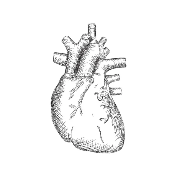 Vettore Illustrazione Dell Organo Cardiaco Umano — Vettoriale Stock