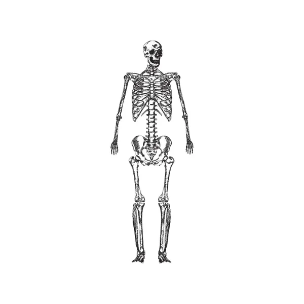 Illustration Squelette Humain Vecteur Dessiné Main — Image vectorielle