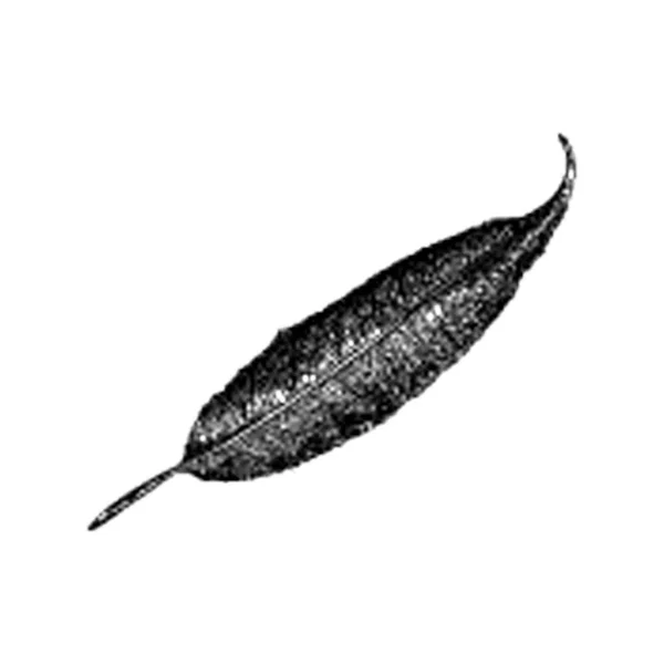 Ручной Рисунок Вектора Линейного Листа — стоковый вектор