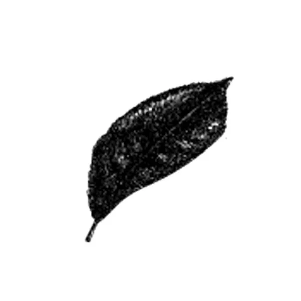 Hand Drawn Vector Poplar Leaf Illustration — Stock Vector