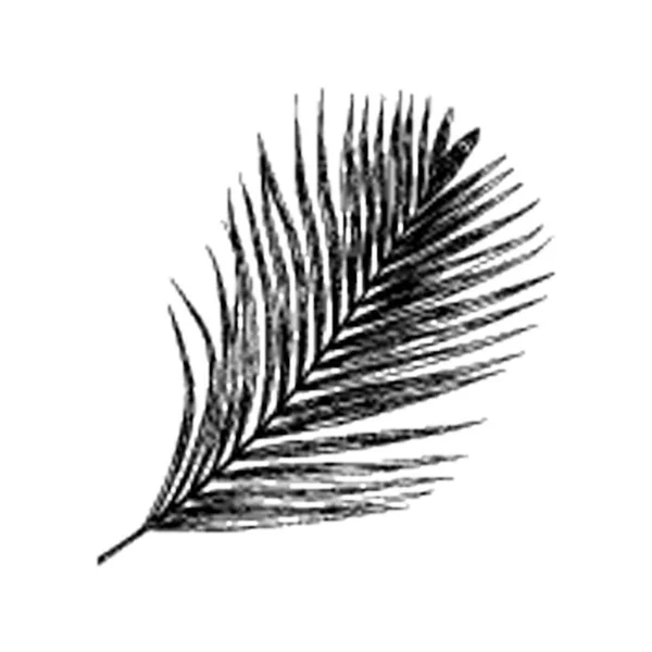 Hand Dras Vektor Longleaf Pinus Illustration — Stock vektor
