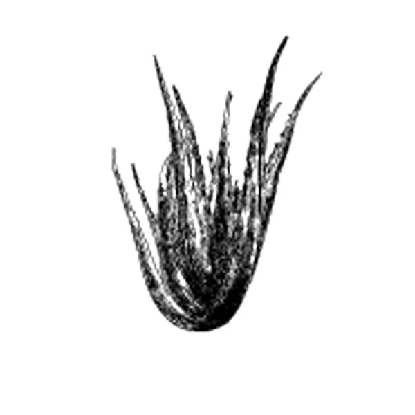 Aloe Vera Ilustrace Ruce Kreslené Vektorové — Stockový vektor