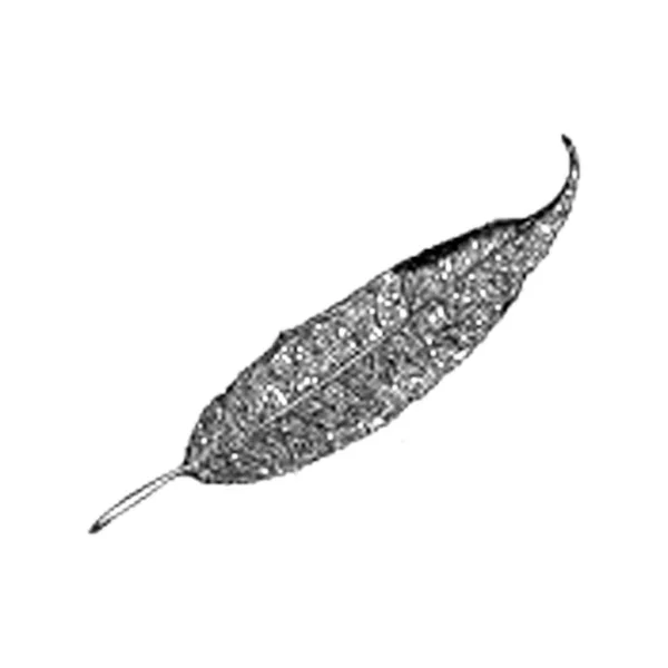 叶叶子例证在手绘的向量 — 图库矢量图片