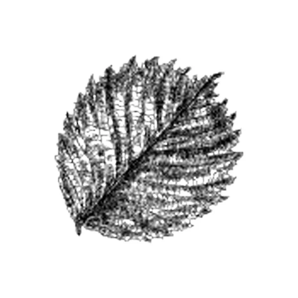 卵形叶子例证的手绘的向量 — 图库矢量图片