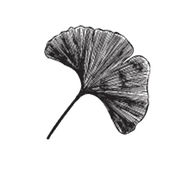 Hand Drawn Vector Gingko Leaf Illustration — Stock Vector