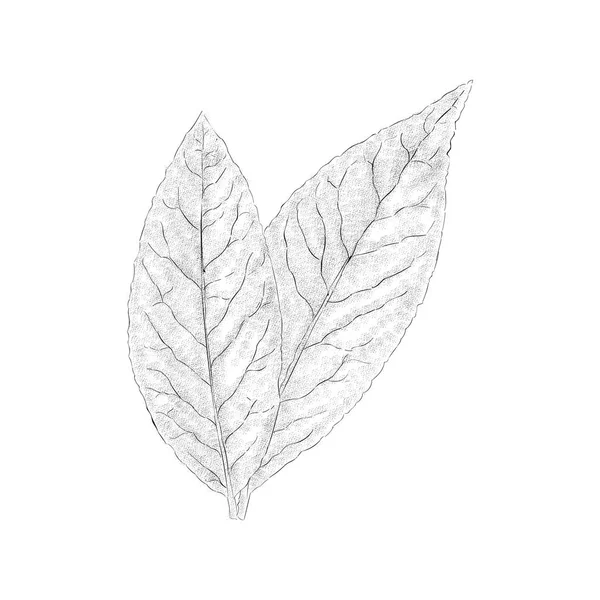 Ewedu Leaf Juta Opouští Ilustraci Izolovaná Bílém Pozadí — Stockový vektor