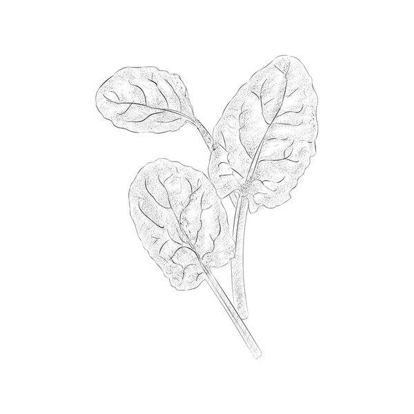 Зеленый Овощ Плоская Иллюстрация Дизайна Спаржи — стоковый вектор