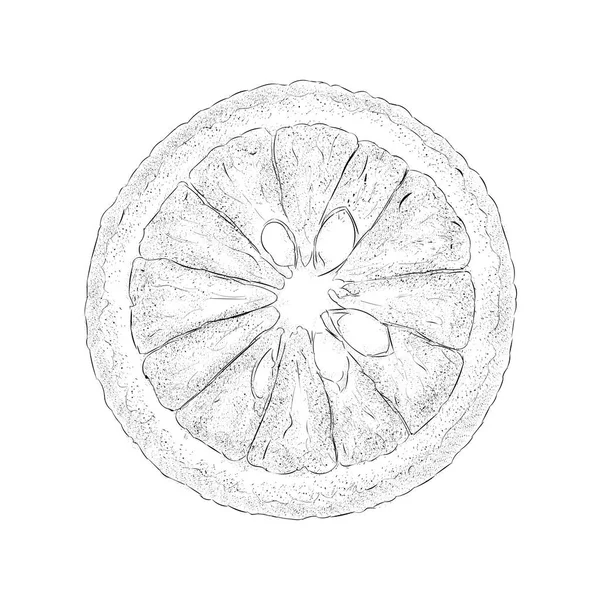 Die Hälfte Der Zitrusfrüchte Handgezeichnete Illustration — Stockvektor