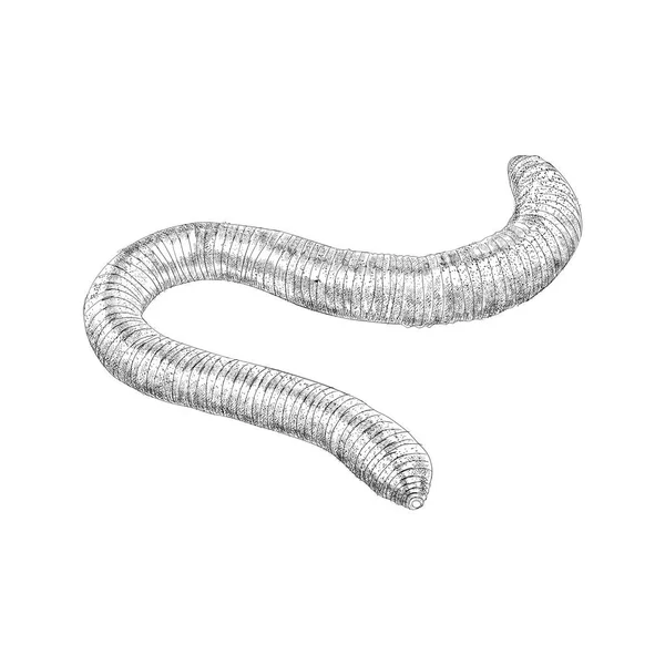 Χέρι Συρμένη Απεικόνιση Roundworm — Διανυσματικό Αρχείο