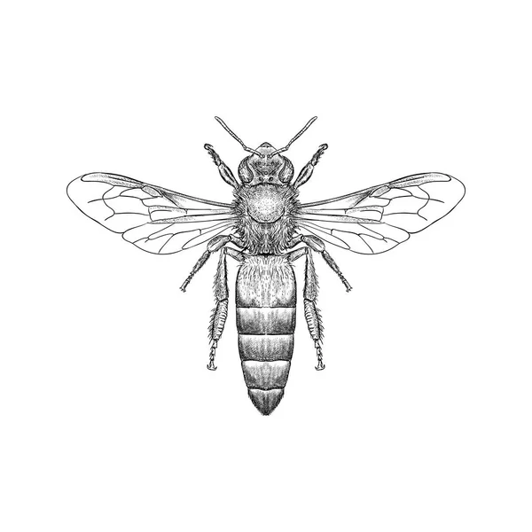 Hand Getekend Illustratie Van Drone Bee Ook Bekend Als Hommel — Stockvector