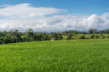 yeşil çim ve mavi bulutlu gökyüzü ubud, bali, Endonezya alanının doğal görünümü